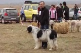 Ciobăneşti mioritici premiaţi